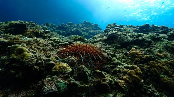 Altından Crown Dikenli Deniz Yıldızı Olan Güzel Bir Manzaranın Sualtı — Stok fotoğraf