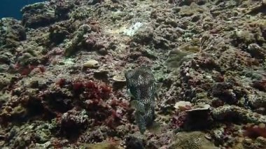 Bir kirpi balığının kameraya bakarken ki su altı videosu. Tayland 'daki bir dalıştan.. 