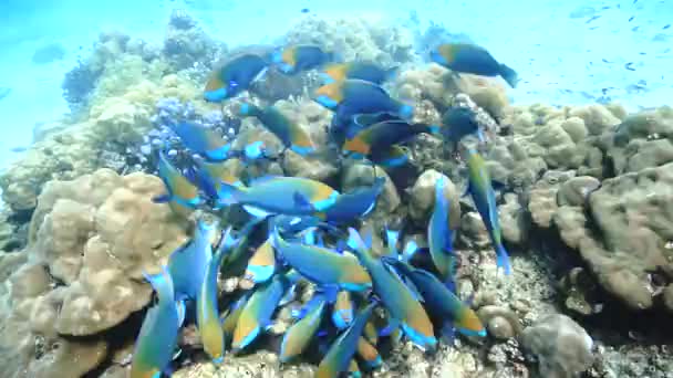 Videoclip Subacqueo Scuola Pesce Pappagallo Nel Mare Azzurro Profondo — Video Stock