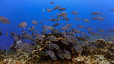 Mercan resifindeki balık sürüsünün sualtı fotoğrafı.