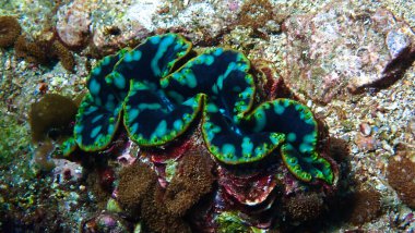 Renkli deniz tarağı kabuğunun güzel renklerde sualtı makro fotoğrafı. Tayland 'daki bir dalıştan..