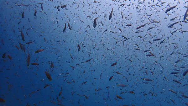 Underwater Photo Small School Fish Blue Sea — Stock Photo, Image