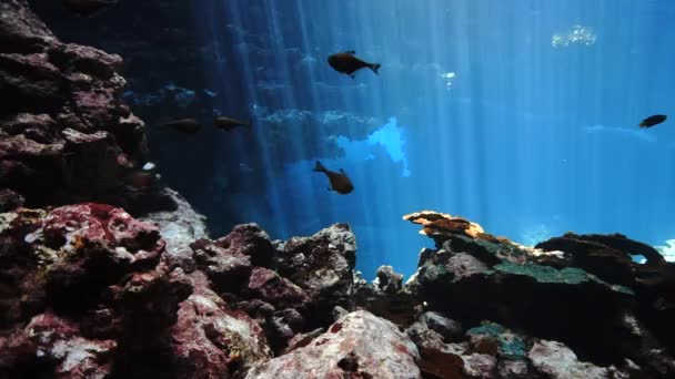 在洞穴内的水下冥想的阳光的视频剪辑 在泰国潜水的时候 — 图库视频影像