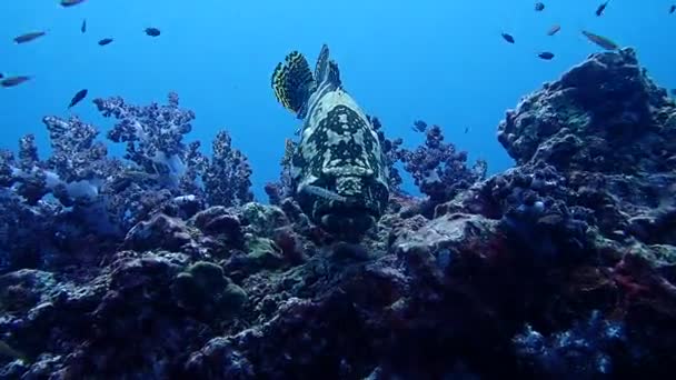 Υποβρύχια Και Κλείστε Videoclip Του Brown Marble Grouper Ψάρια Κοραλλιογενή — Αρχείο Βίντεο