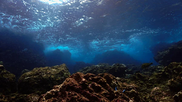 Víz Alatti Fotó Egy Korallzátonyról — Stock Fotó