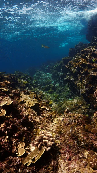 Podwodne Zdjęcie Pięknej Rafy Koralowej — Zdjęcie stockowe