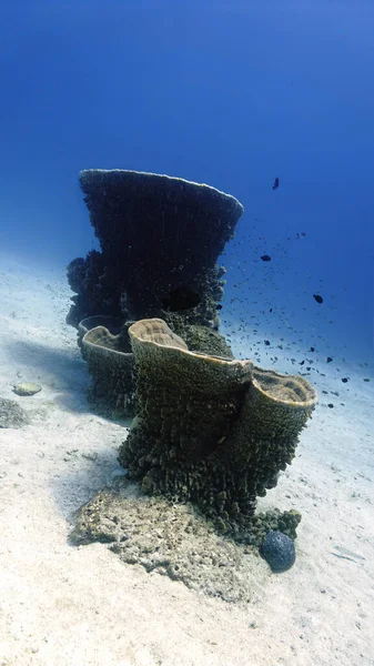 Barrel Sponges Coral Reef Thailand — Stock Photo, Image