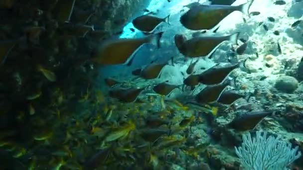 Videoclip Submarino Escuela Peces Una Cueva — Vídeos de Stock