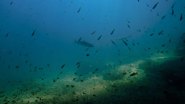 Подводное Фото Рыб Барракуда Чернопёрых Рифовых Акул Кораллового Рифа — стоковое фото