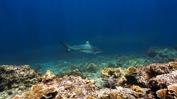 Underwater Photo Blacktip Reef Shark Coral Reef — Foto de Stock