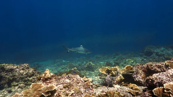 サンゴ礁の黒チップリーフシャークの水中写真 — ストック写真