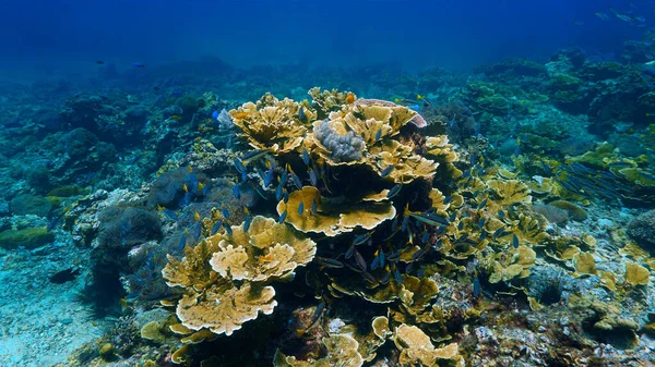Foto Submarina Hermoso Arrecife Coral — Foto de Stock