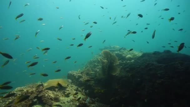 Onderwater Videoclip Van Blacktip Reef Shark Bij Een Koraalrif Van — Stockvideo
