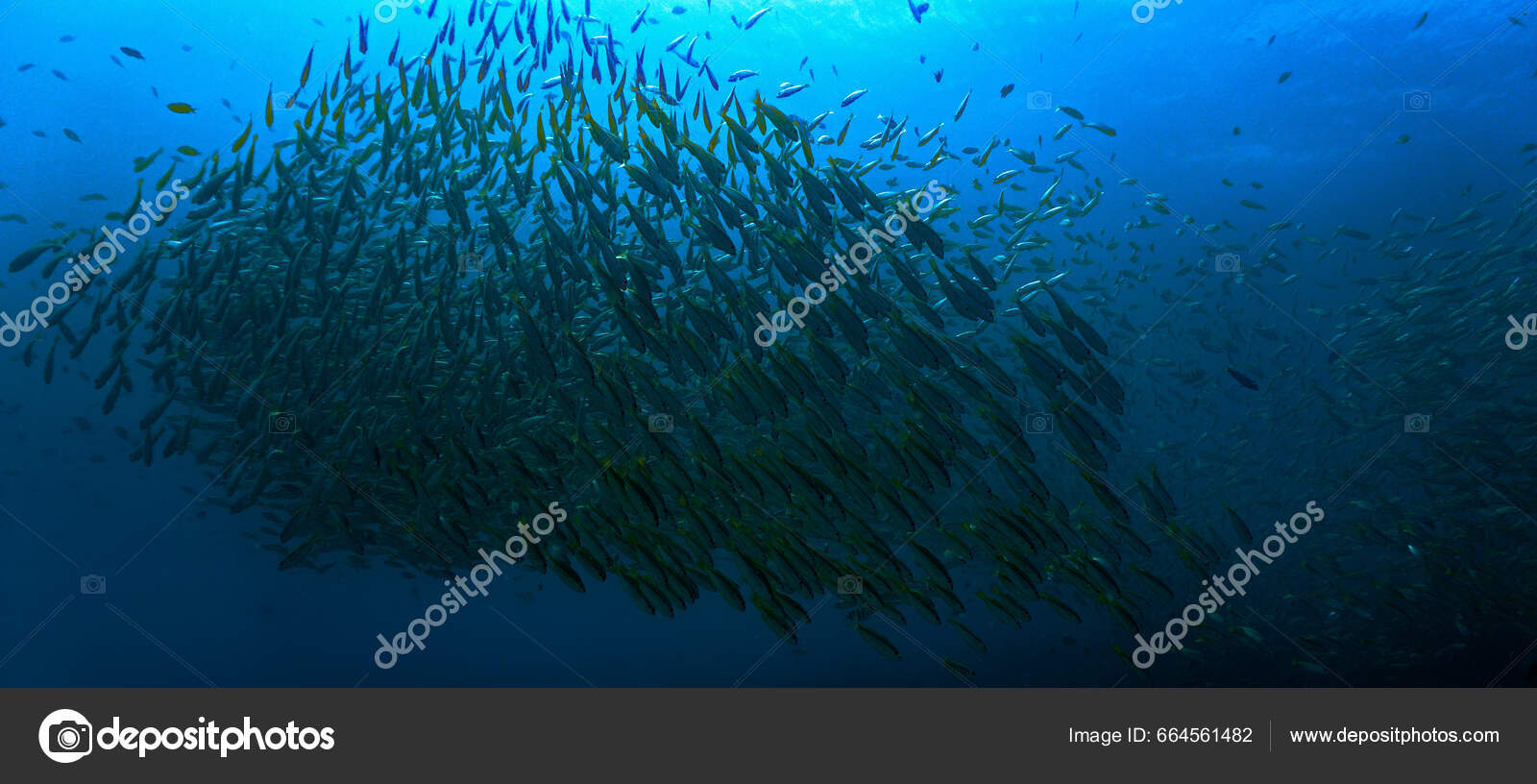 Undervattensfoto Fiskstim Det Djupblå Havet — stockfoto ©  johan.holmdahl41@gmail.com #664561482, image size:1600x816