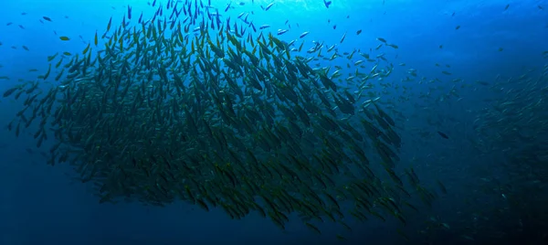 Unterwasserfoto Von Fischschwärmen Tiefblauen Meer — Stockfoto