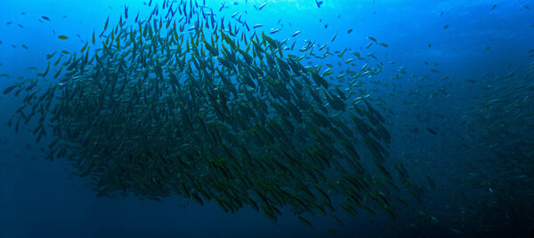 Подводное фото стаи рыб в глубоком синем море.