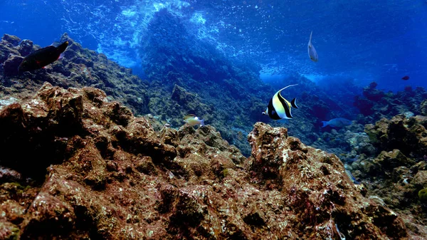 Underwater Photo Banner Fish Beautiful Landscape Coral Reef — Foto Stock