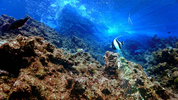 Υποβρύχια Φωτογραφία Του Banner Ψάρια Ένα Όμορφο Τοπίο Και Κοραλλιογενή — Φωτογραφία Αρχείου