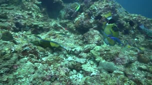 水下视频剪辑一个向后倾斜的触须鱼将要攻击 — 图库视频影像