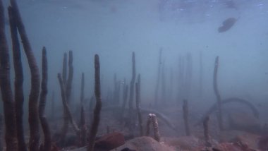 Köklerin sualtı fotoğrafı - mangrov ormanı