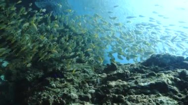Mercan resifindeki balık sürüsünün sualtı videosu.
