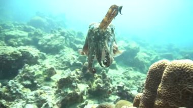 Kameraya bakan meraklı bir mürekkep balığının sualtı videosu.