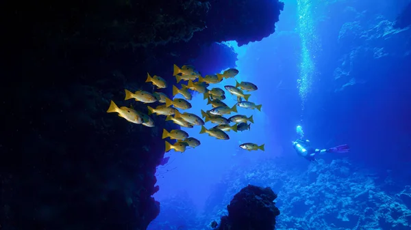 Underwater Photo School Fish Rays Sunligt Cave — Stock Photo, Image
