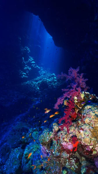 Podwodne Zdjęcie Kolorowych Korali Miękkich Wewnątrz Jaskini Promieniami Słońca Nurkowania — Zdjęcie stockowe