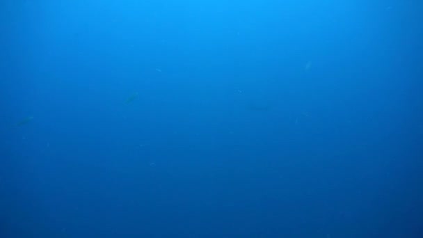 Videoclip Subacqueo Hammerhead Shark Blu Immersione Nel Mar Rosso Egitto — Video Stock