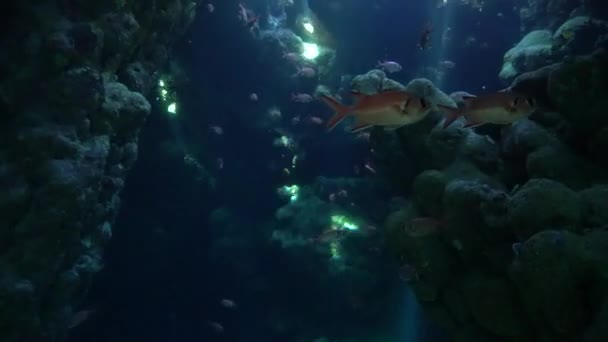 Meditative Υποβρύχια Videoclip Του Κοπάδια Των Ψαριών Μια Σπηλιά Ακτίνες — Αρχείο Βίντεο