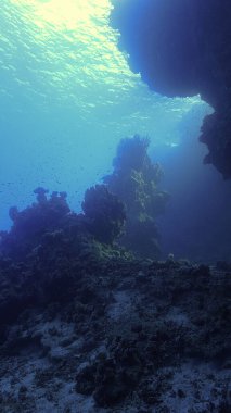 Güzel bir mercan resifinin sualtı fotoğrafı.