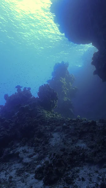Υποβρύχια Φωτογραφία Ενός Όμορφου Περιβάλλοντος Κοραλλιογενών Υφάλων — Φωτογραφία Αρχείου