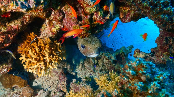 Underwater Photo Pufferfish — Stock Photo, Image