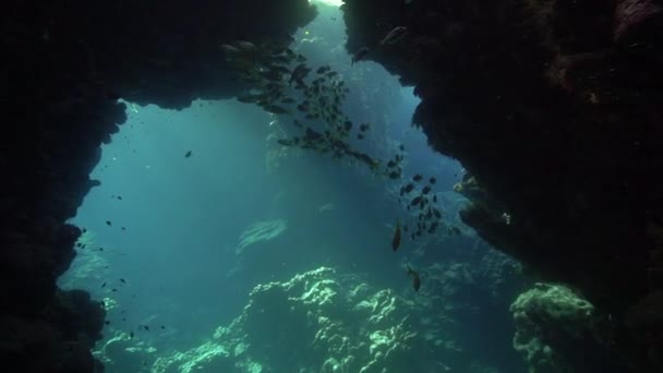 在圣约翰大堡礁的洞穴里 水下的一段录像记录了美丽的阳光 从埃及红海的潜水中跳出来的 — 图库视频影像