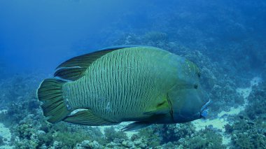 Suyun altında nesli tükenmekte olan Napolyon balığı ve Humphead Wrasse 'nin yakın plan fotoğraflarını çekeceğiz.