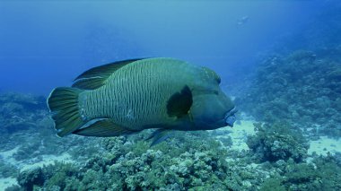 Suyun altında nesli tükenmekte olan Napolyon balığı ve Humphead Wrasse 'nin yakın plan fotoğraflarını çekeceğiz.