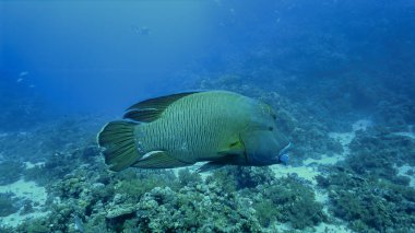Suyun altında nesli tükenmekte olan Napolyon balığı ve Humphead Wrasse 'nin yakın plan fotoğraflarını çekeceğiz.