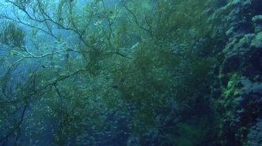 Güzel Siyah Mercan 'ın sualtı videosu. Mısır 'daki Kızıl Deniz' deki bir dalıştan.. 