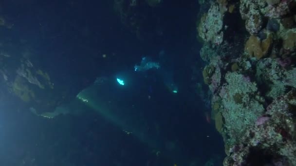 在圣约翰大堡礁的洞穴里 水下的一段录像记录了美丽的阳光 从埃及红海的潜水中跳出来的 — 图库视频影像