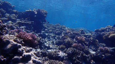 Underwater photo of a colorful coral reef 