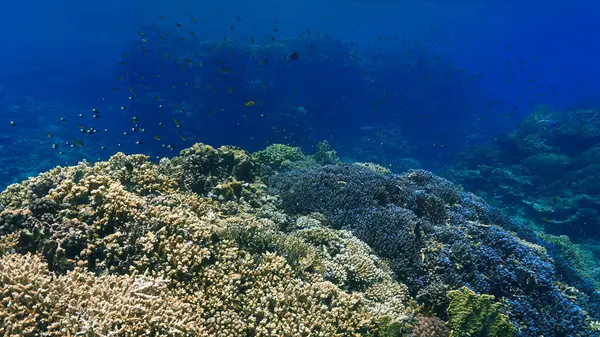 Underwater Photo Colorful Coral Reef — 图库照片