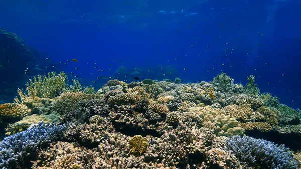 Underwater Photo Colorful Coral Reef — Photo