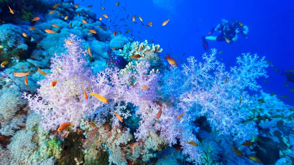 Underwater Photo Colorful Soft Corals Scuba Diver — Stock Photo, Image