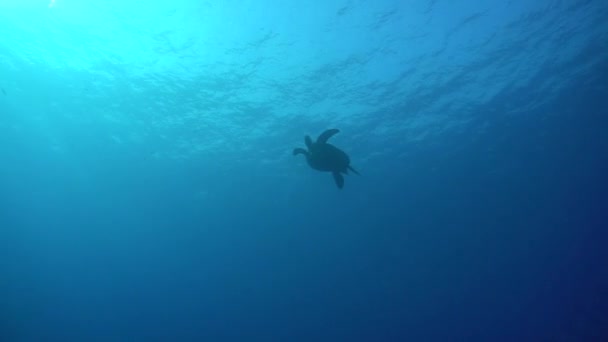 바다에서 거북이의 비디오 — 비디오