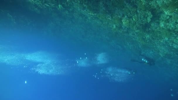埃及红海Elphinstone礁潜水潜水者和气泡的水下视频剪辑 — 图库视频影像