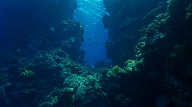 Mercan resifinin kapısındaki ışık ışınlarının sualtı fotoğrafı mercan resifinin kapısındaki ışık ışınlarının fotoğrafı.