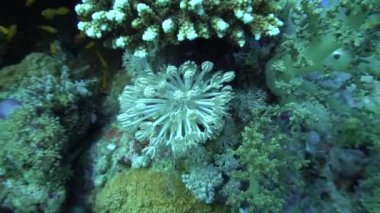 Mısır 'daki Kızıl Deniz' de yumuşak mercanların sualtı videosu.