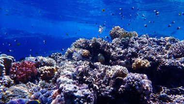  Picasso 'nun renkli mercan resiflerindeki sualtı fotoğrafı.