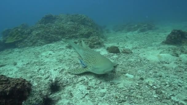 Подводное Видео Леопардовой Акулы Акулы Зебры Коралловом Рифе Акваланга Андаманском — стоковое видео