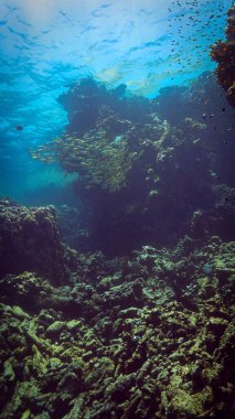  Mercan resifindeki balık sürüsünün sualtı fotoğrafı.